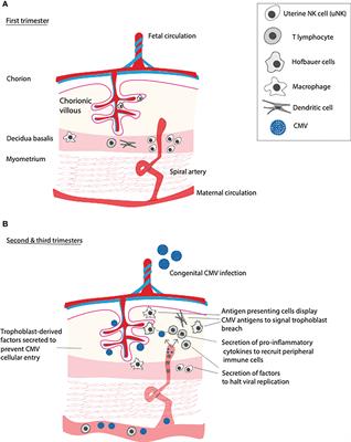 Modeling of vertical transmission and pathogenesis of cytomegalovirus in pregnancy: Opportunities and challenges